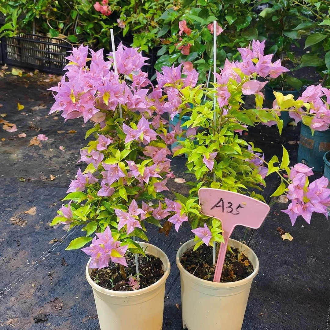 大部分花苞少量开放A35粉红豹带竹一颗