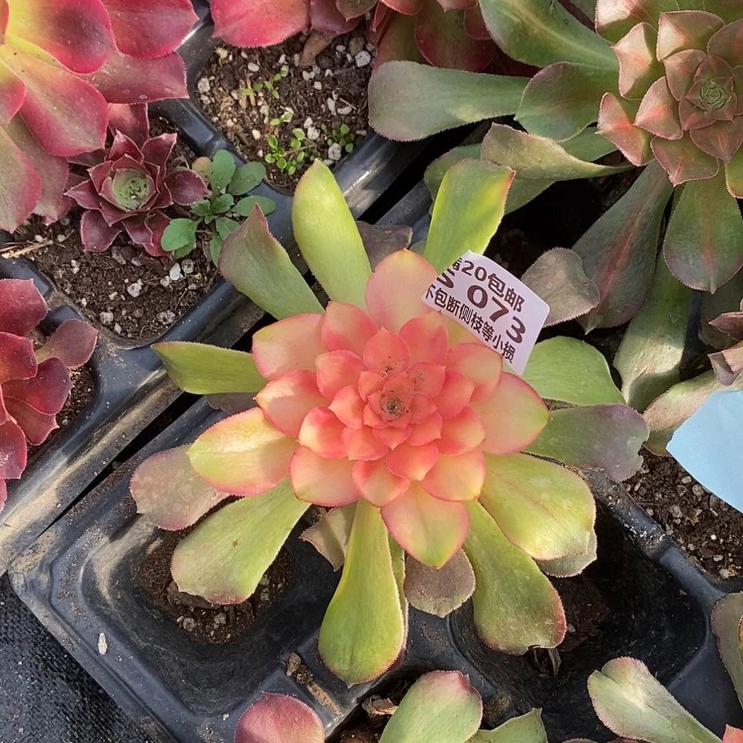 红牡丹多肉法师锦，073