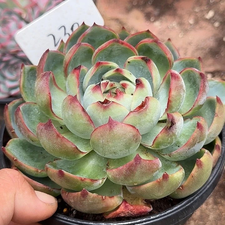 惊鸿一物一拍包装收缩花旱230有瑕疵