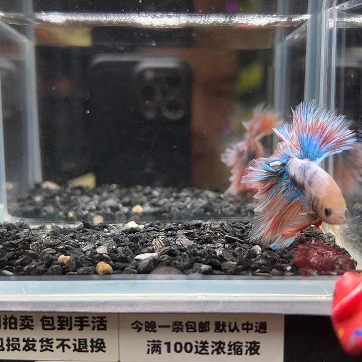 斗鱼竞拍跑单拉黑9日101