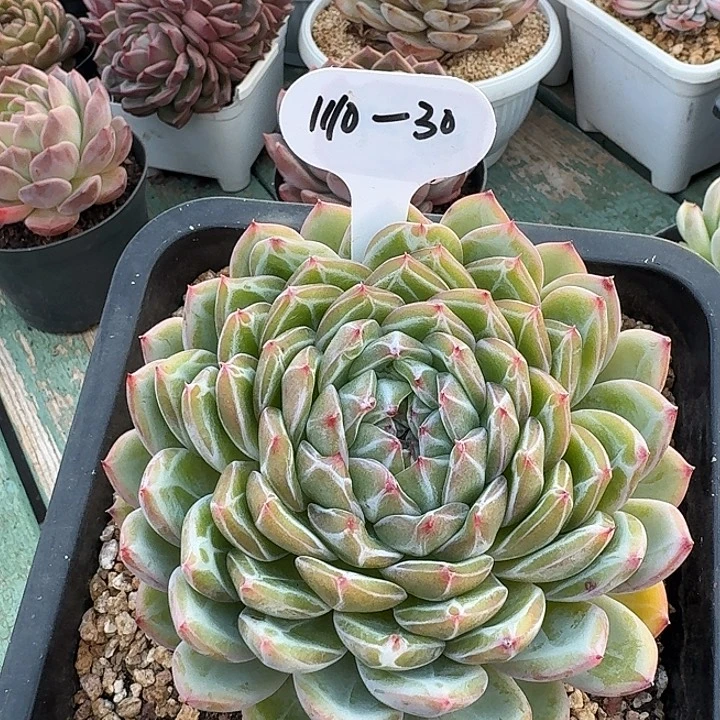 1110-30大雪花11111