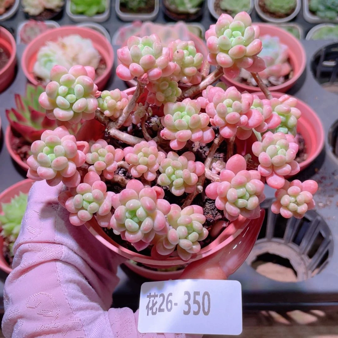 花利美26-350洛可可