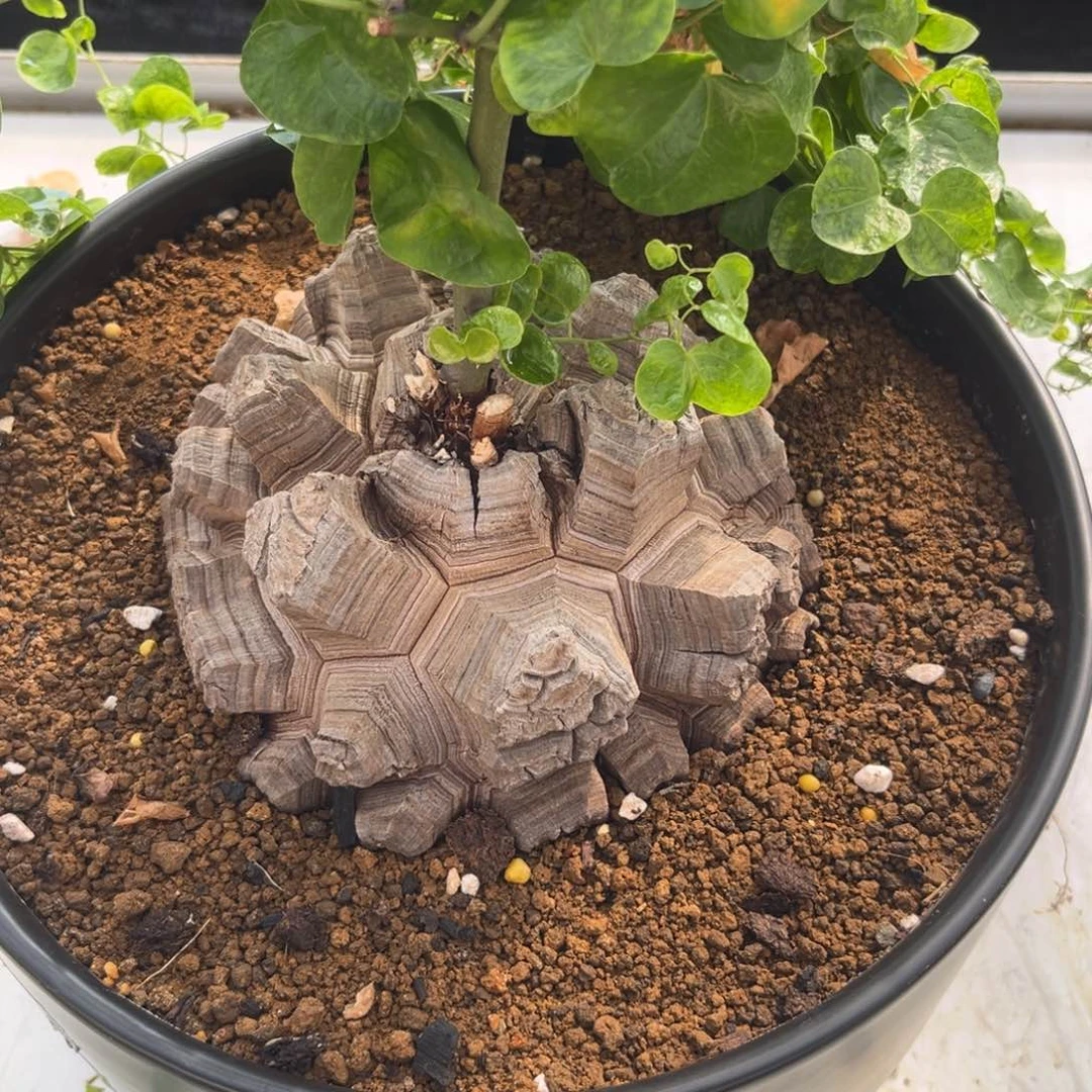 482龟甲龙带盆带土发货