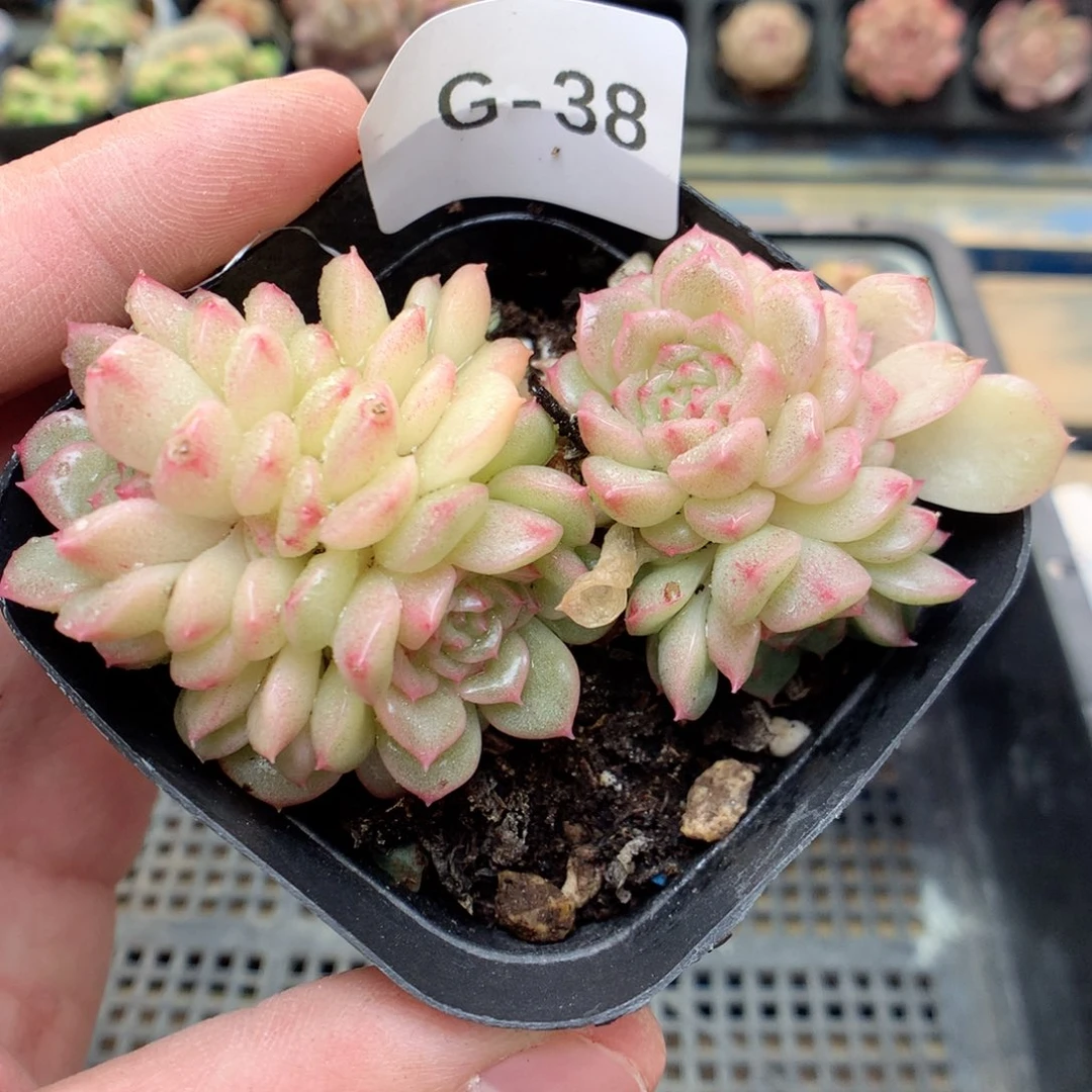 G38珍珠韩麦两颗