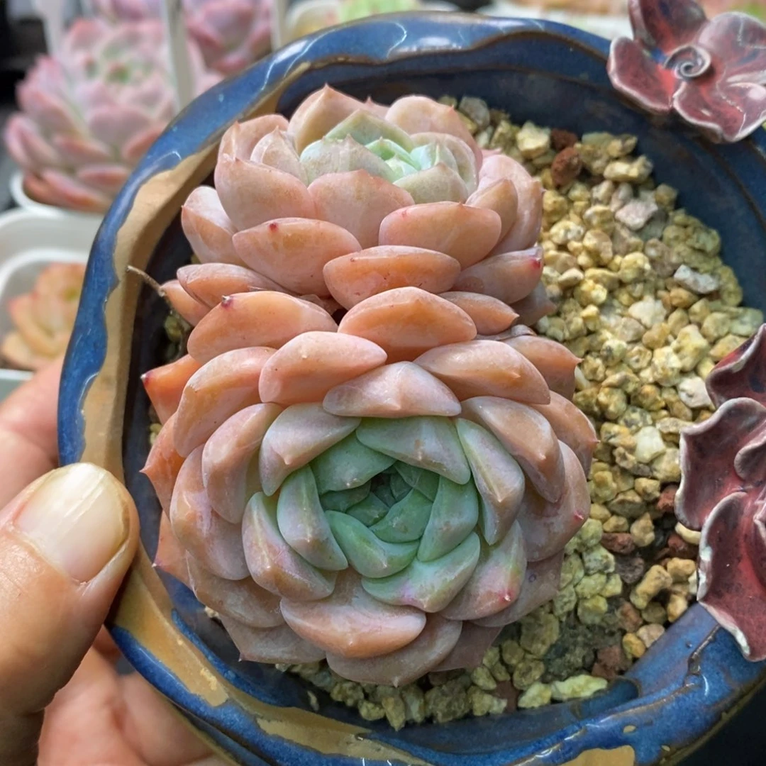 精品多肉一物一拍不包整75