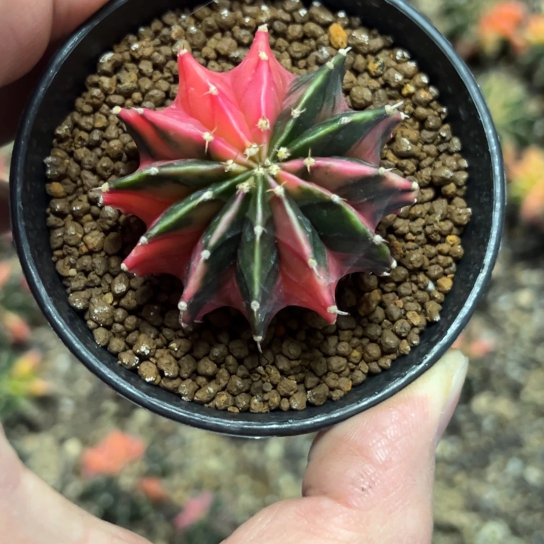 十二棱肋骨锦侧芽自根带盆土发货