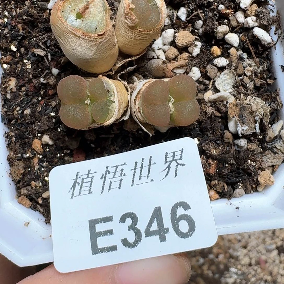 346盒多肉植物哇x f