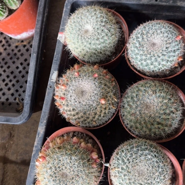 242玉翁根脱土发货斑，20包邮