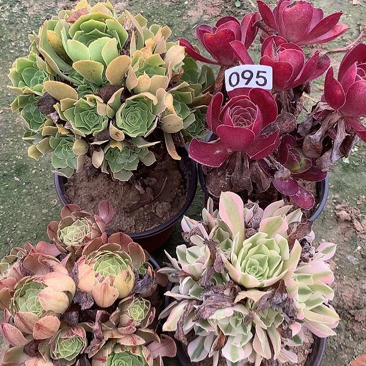无花朵095四颗多肉植物组合