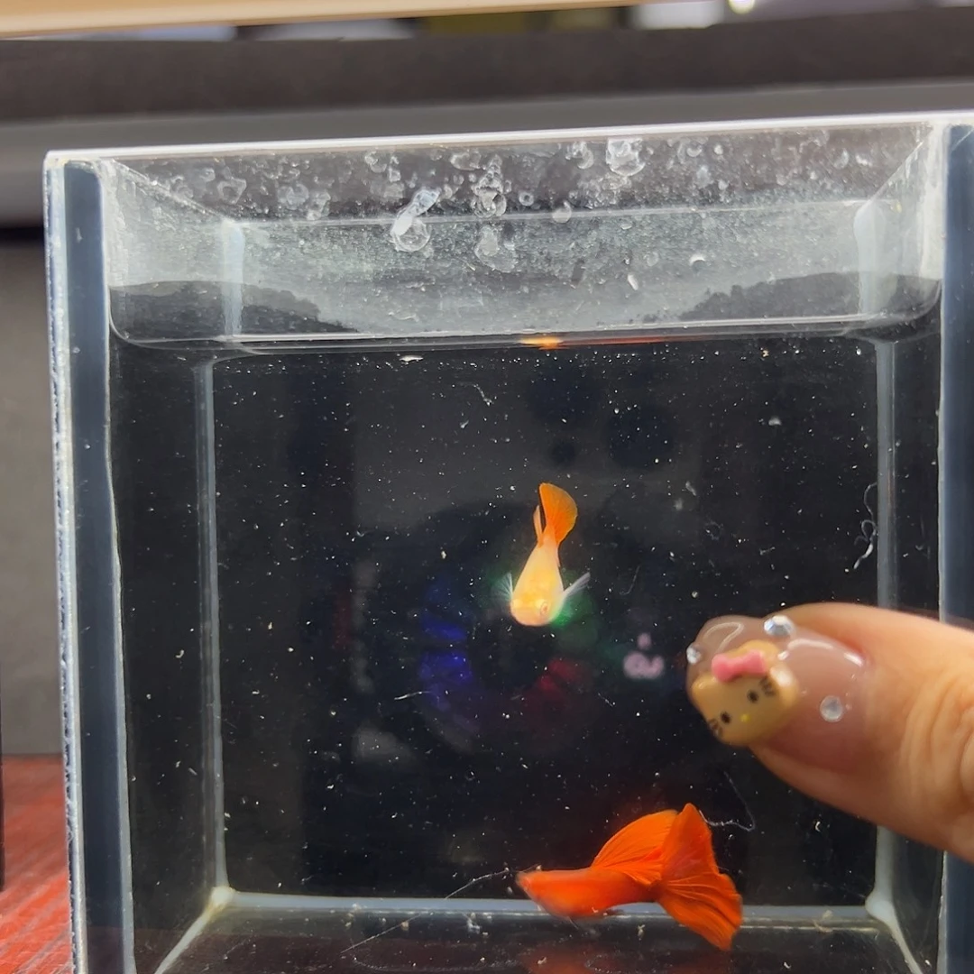 孔雀鱼全红大背一对