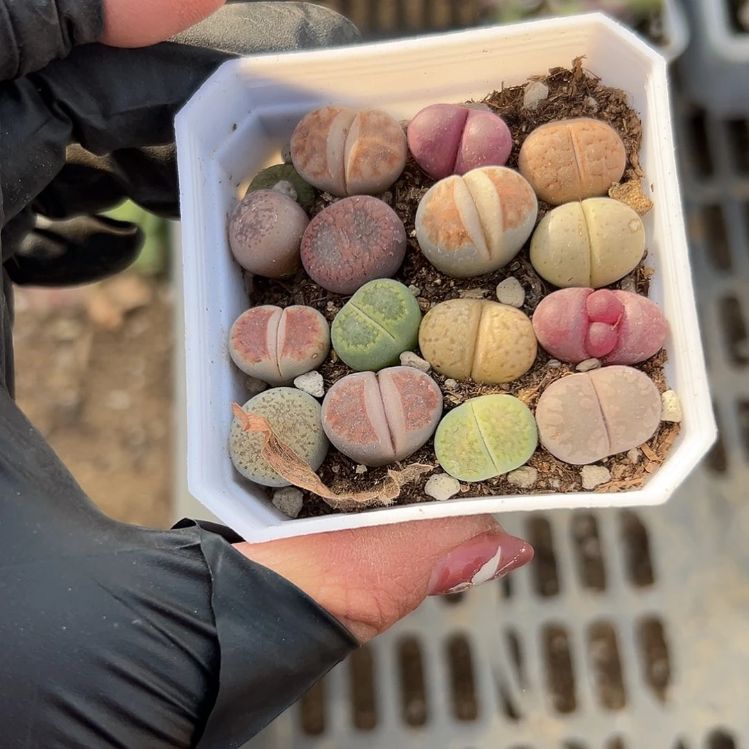 多肉植物多肉植物