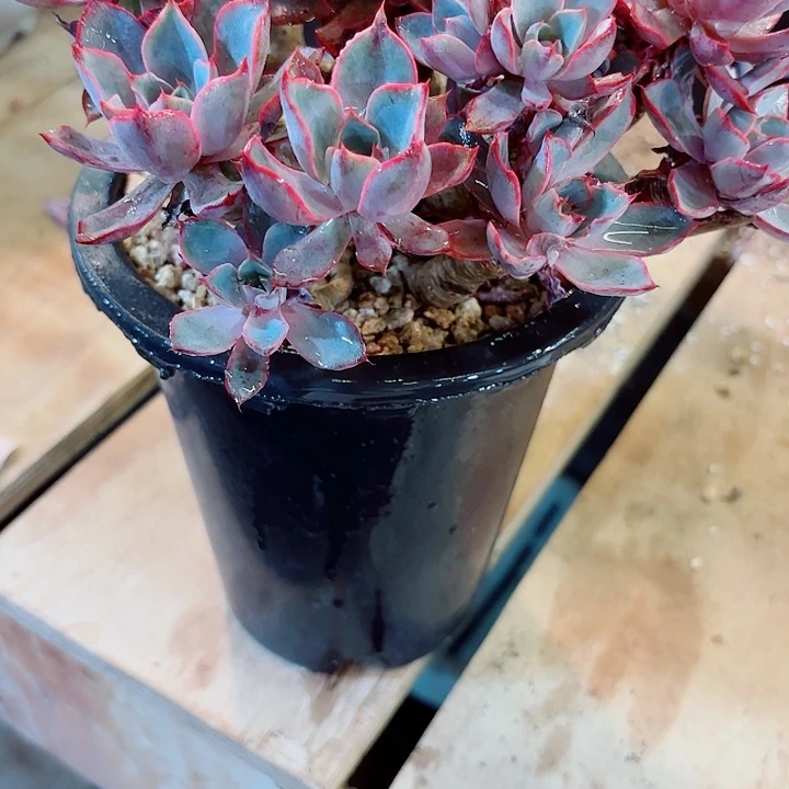 橘****赫拉一物一拍3号多肉