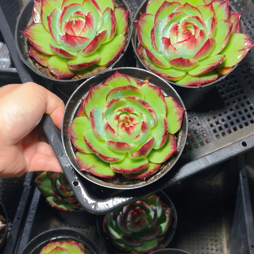 夏****小惊鸿仙子三颗2612号