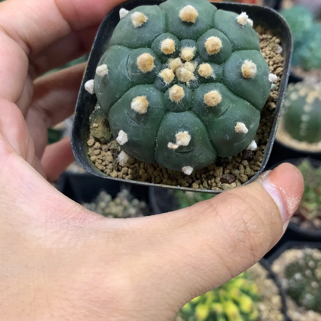 福利实生龟甲兜仙人球