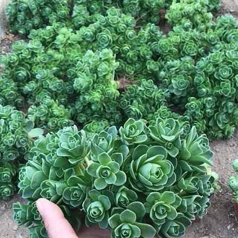 山地玫瑰二棵多肉植物