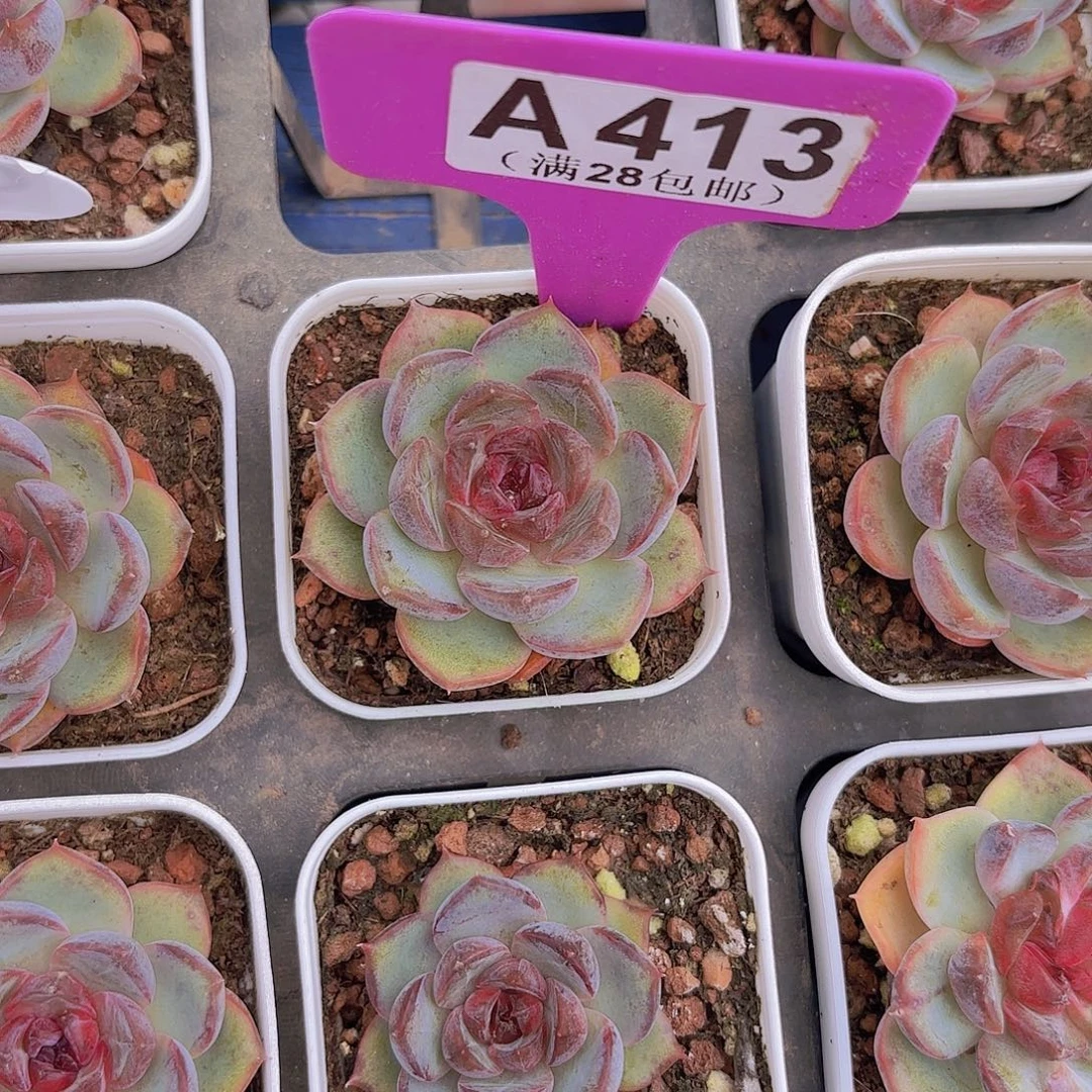 A413黑橙一物一拍