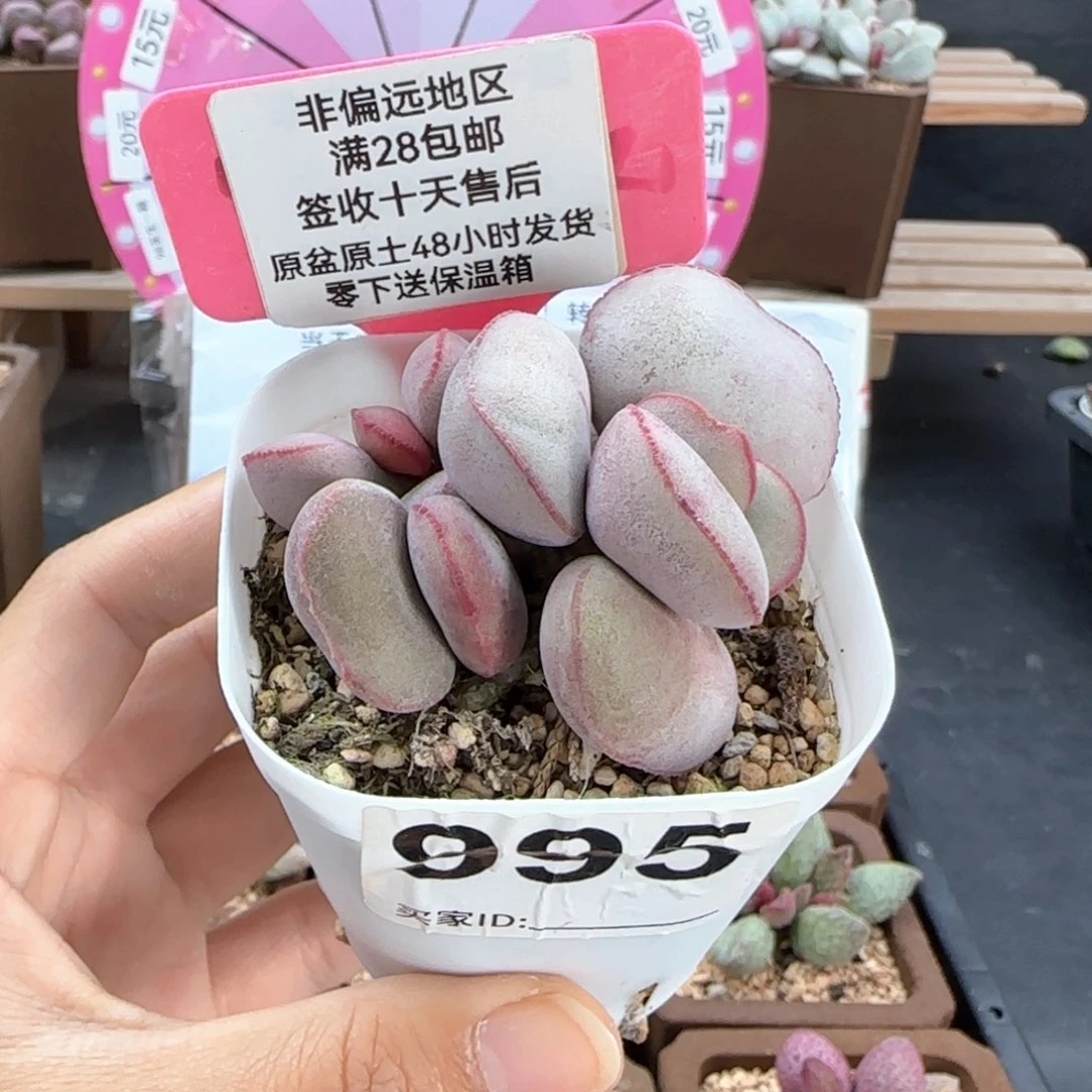 995白肌红蛋多肉