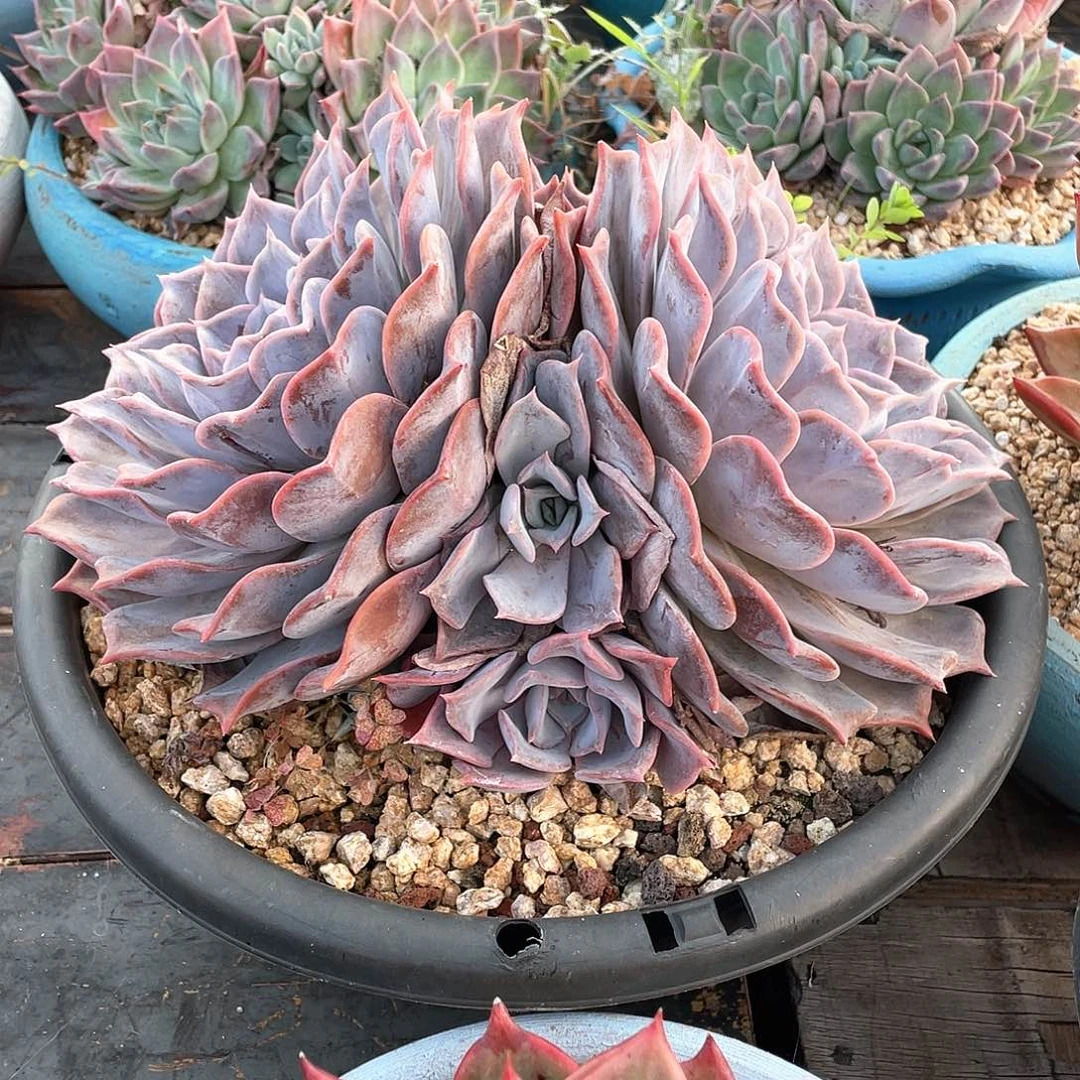 多肉植物一物一拍