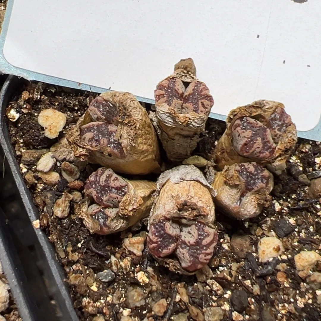 1-139肉锥多肉植物，