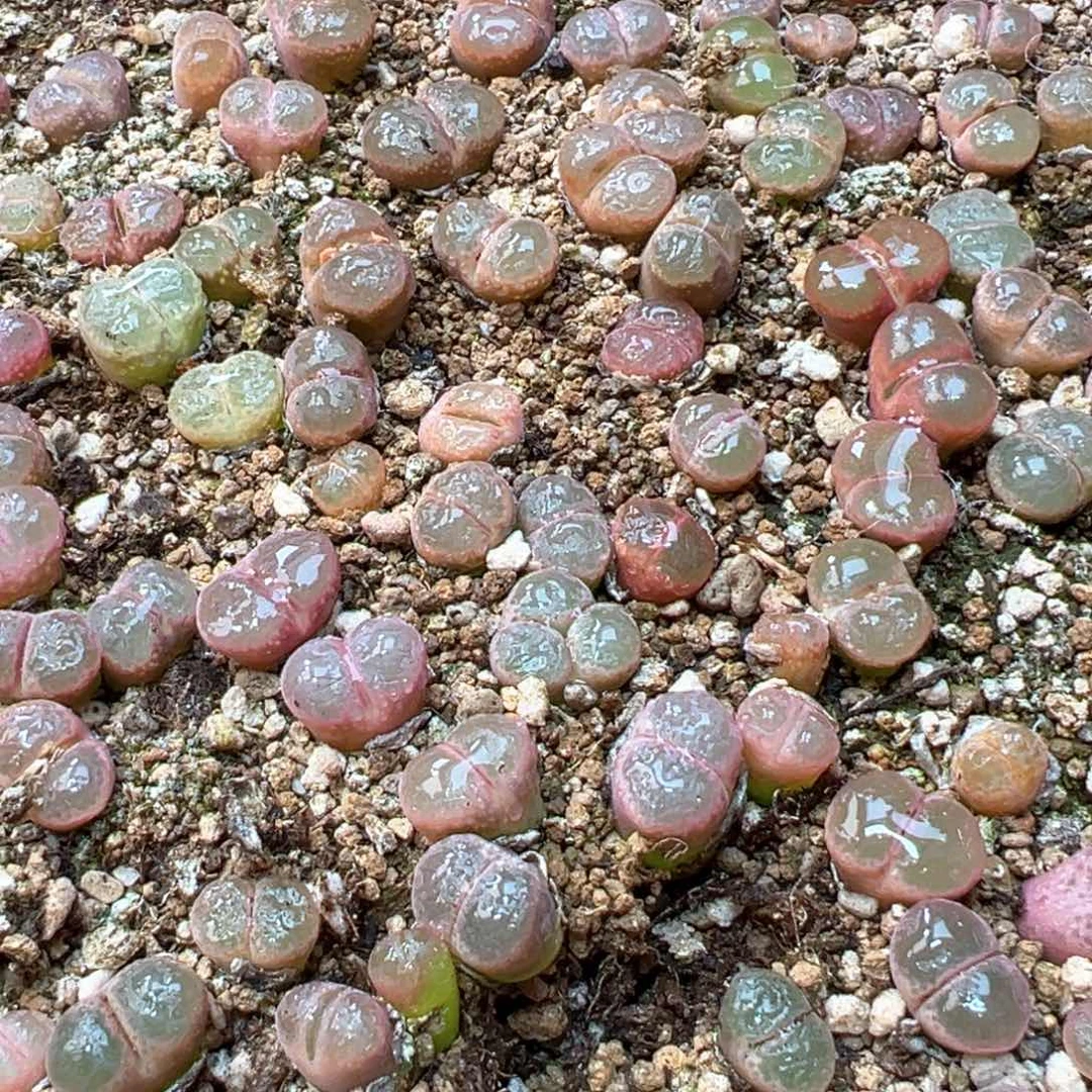 36。日系红宝石 单颗。赞赞福利