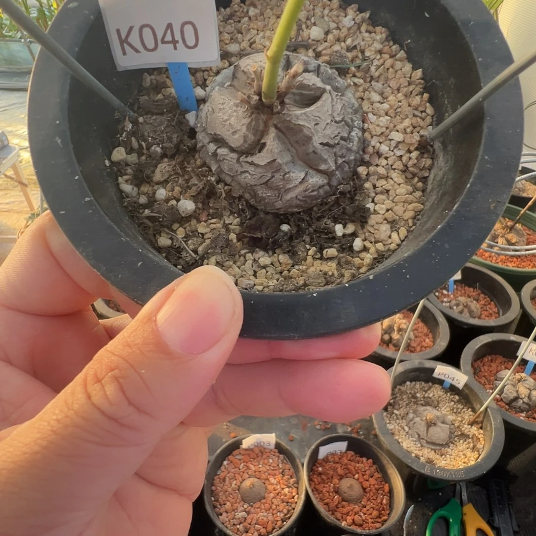 多肉植物专拍 一物一拍 南非龟甲龙040