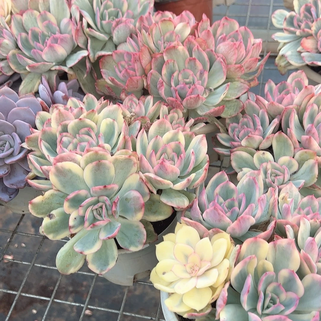 绮罗仙子锦多头群生