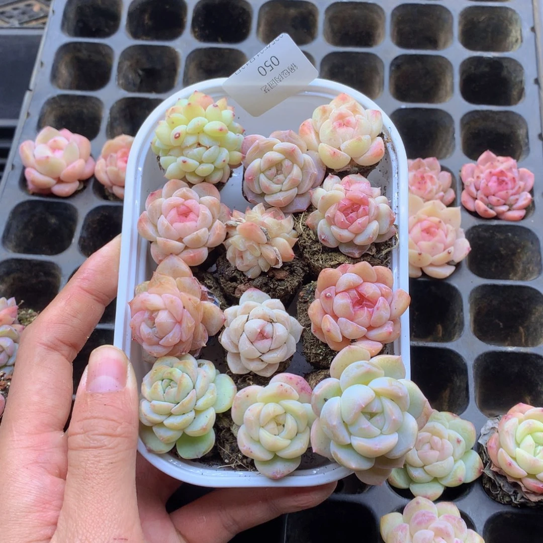 反反复复还是很开心的050