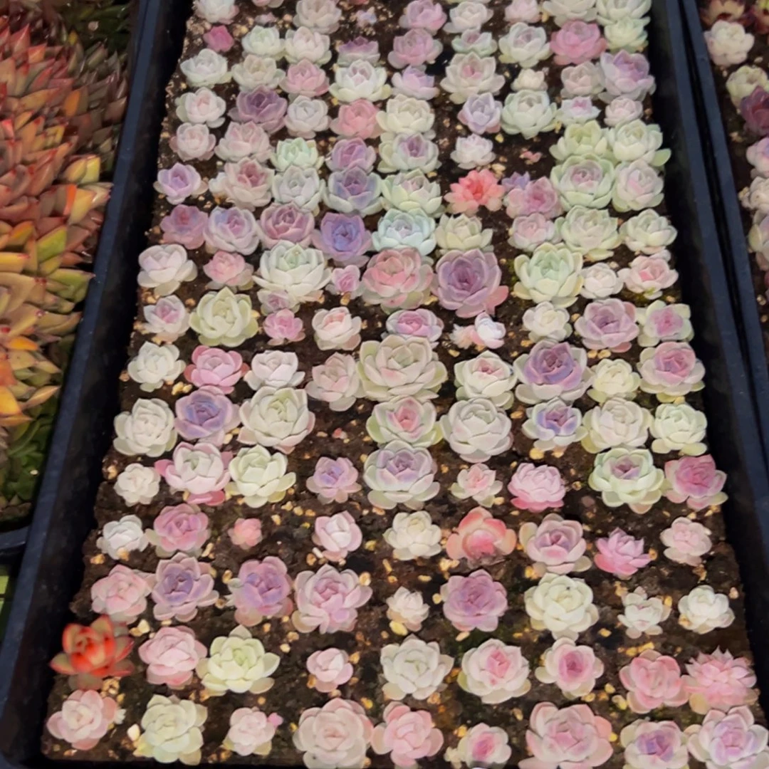 喵***茄774多肉葡萄领导人物库资料