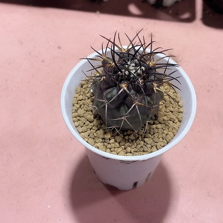 799实生龙爪属栗星玉