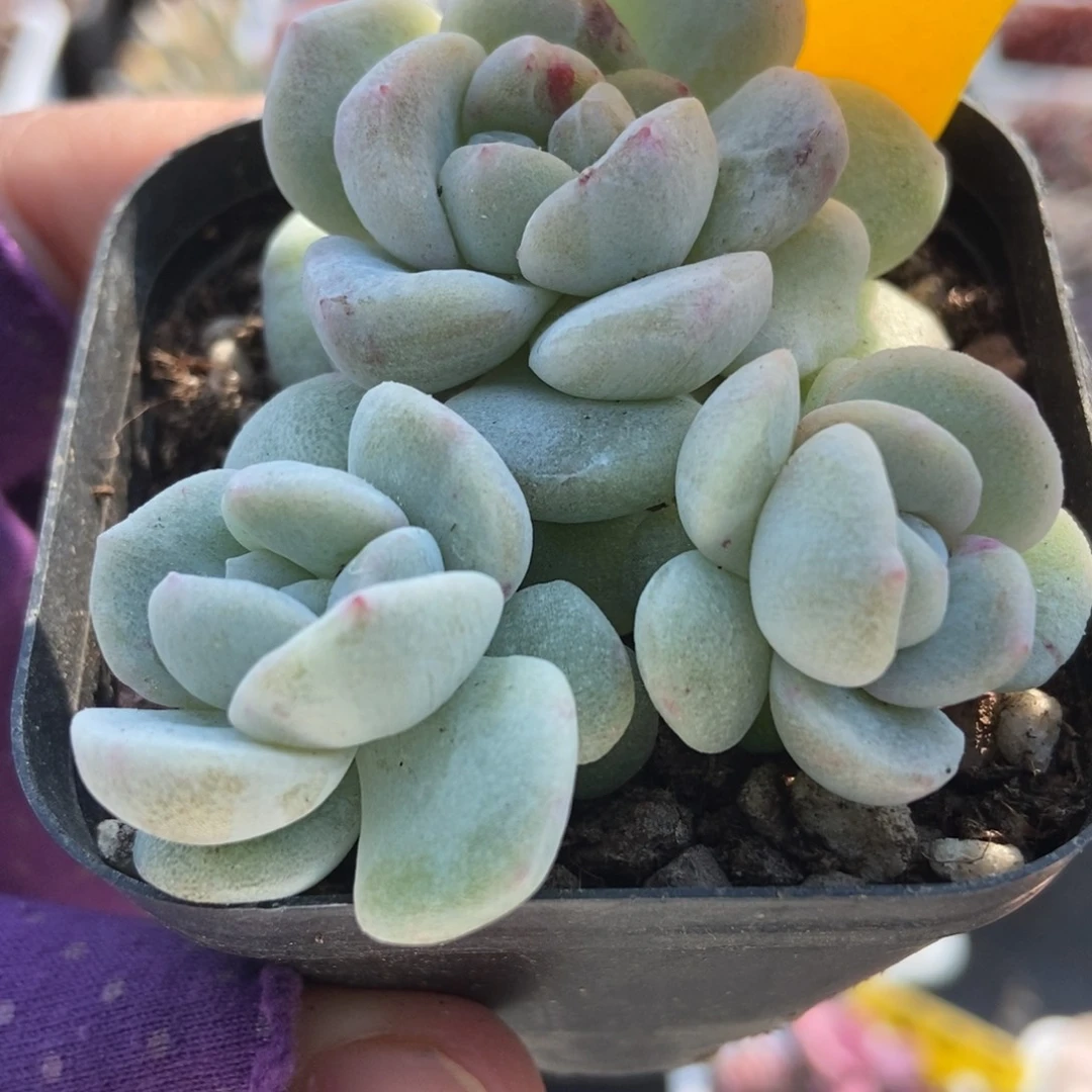 1625冰玉石化多肉植物