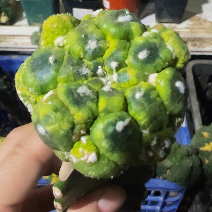 无花朵龟甲悟空兜缀化914