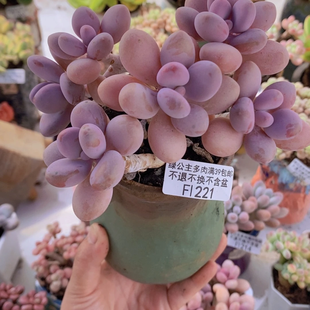 糖果桃蛋老桩11cm221多肉植物