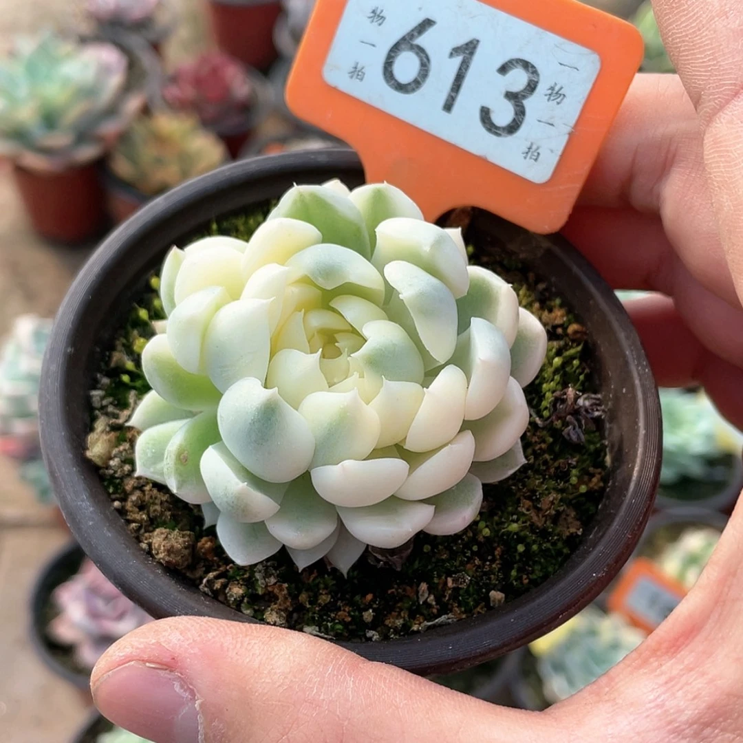 【闪购商品】613号