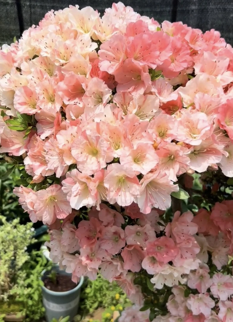 樱绒，鸨惠比须皋月杜鹃盆景素材苗