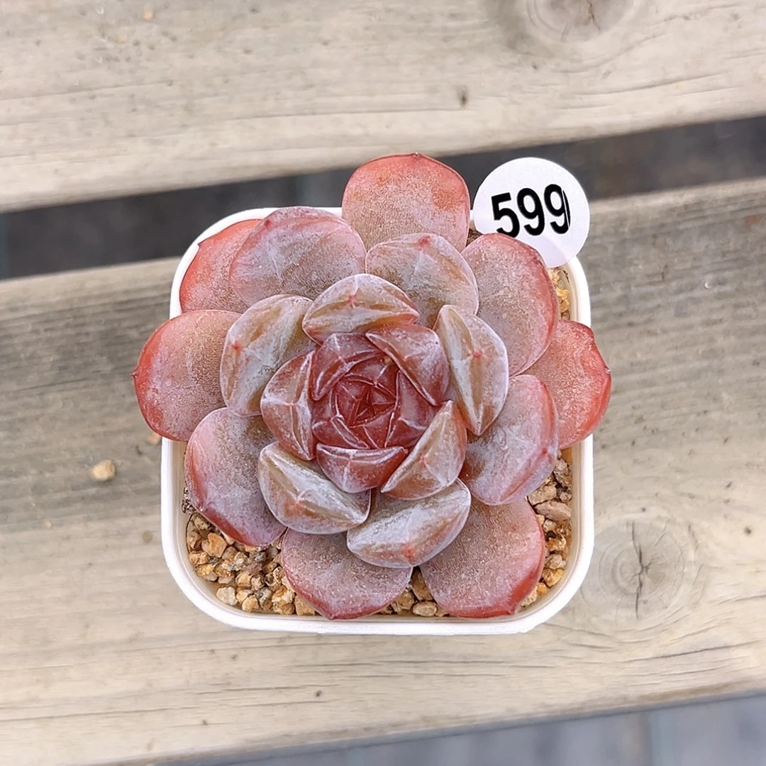 599一物一拍新品多肉