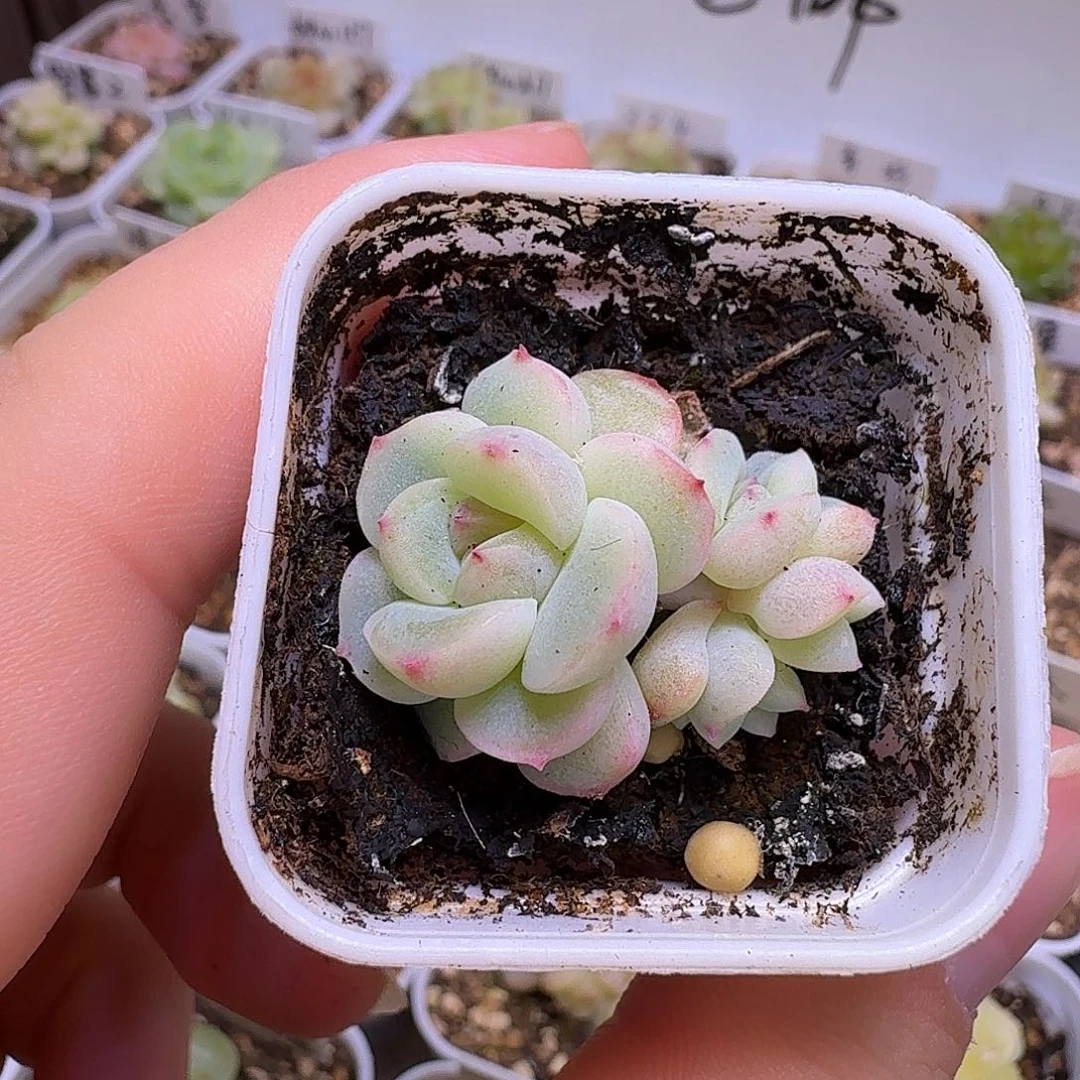 225多肉植物一物一拍