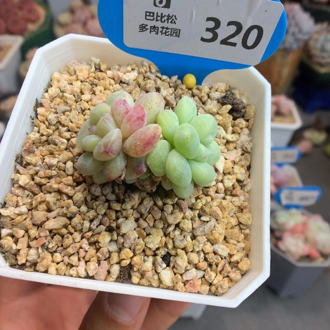 320异色冰玉石化多肉