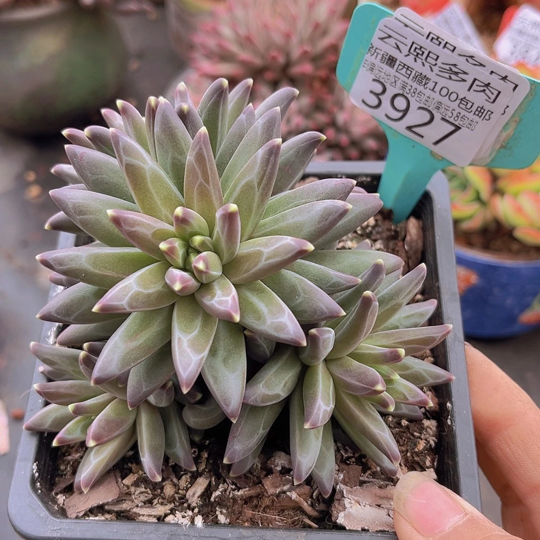 3927梵高美人多肉植物