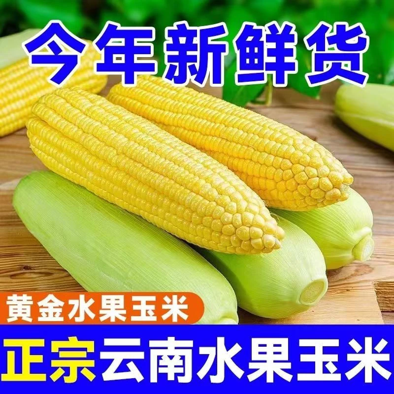 【云南黄金单色水果玉米】甜玉米可煲汤可榨汁蒸煮脆甜多汁颗粒饱满