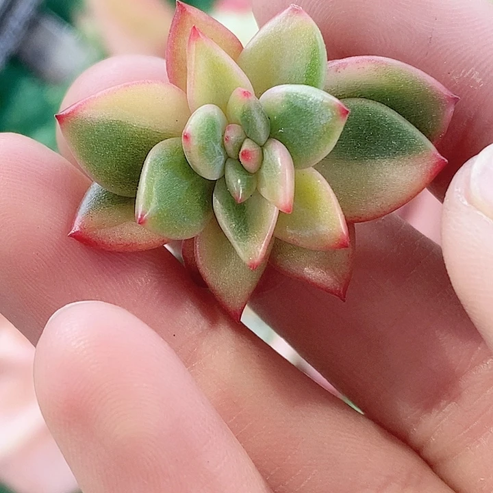 不知名美人锦一物一拍，