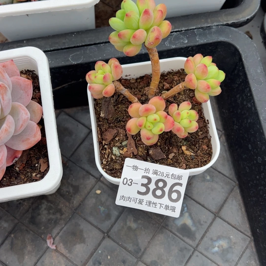 香格里拉多肉多肉多肉多肉多肉