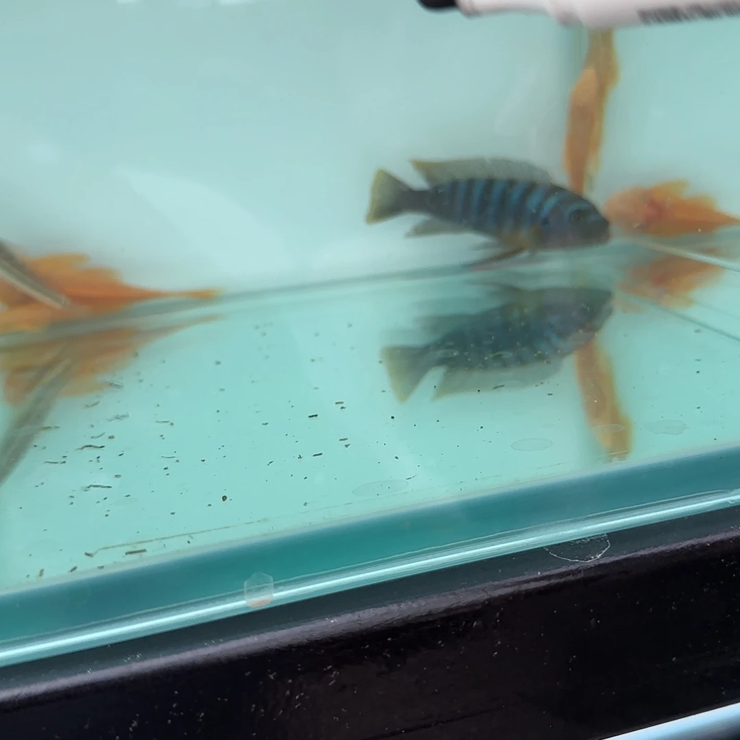 慈鲷9**九1736号马孔德