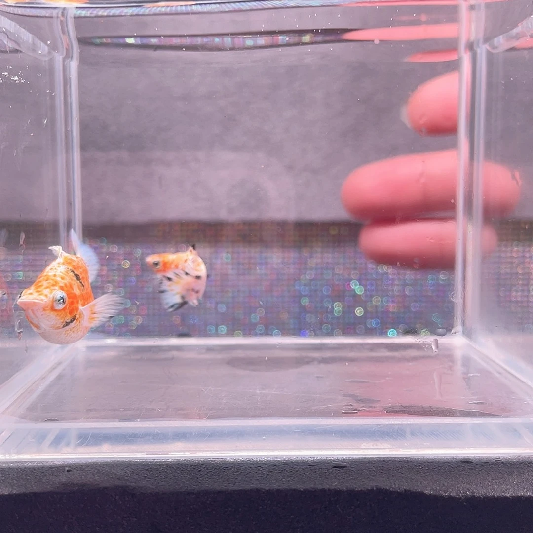 海水鱼圆尾樱花一对，166