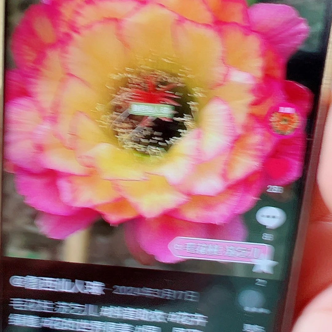 航****彩毛花柱苏乞儿 侧芽 00004