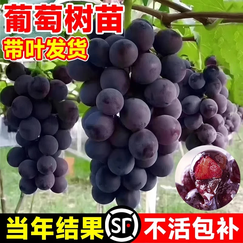 巨峰葡萄树苖阳光玫瑰葡萄苗耐寒南方北方种植果树苗盆栽庭院爬藤