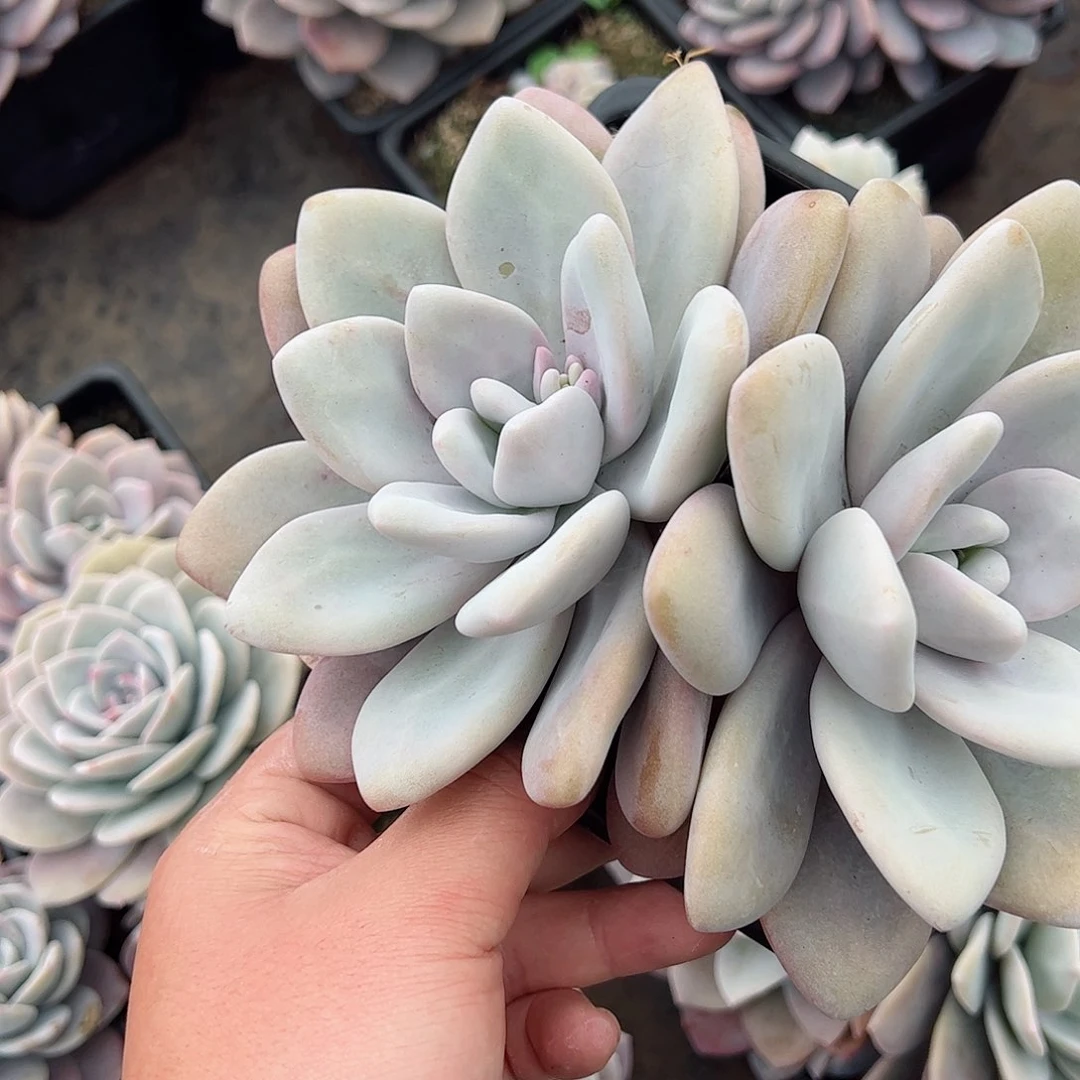 粉兔双头起大盆整桩