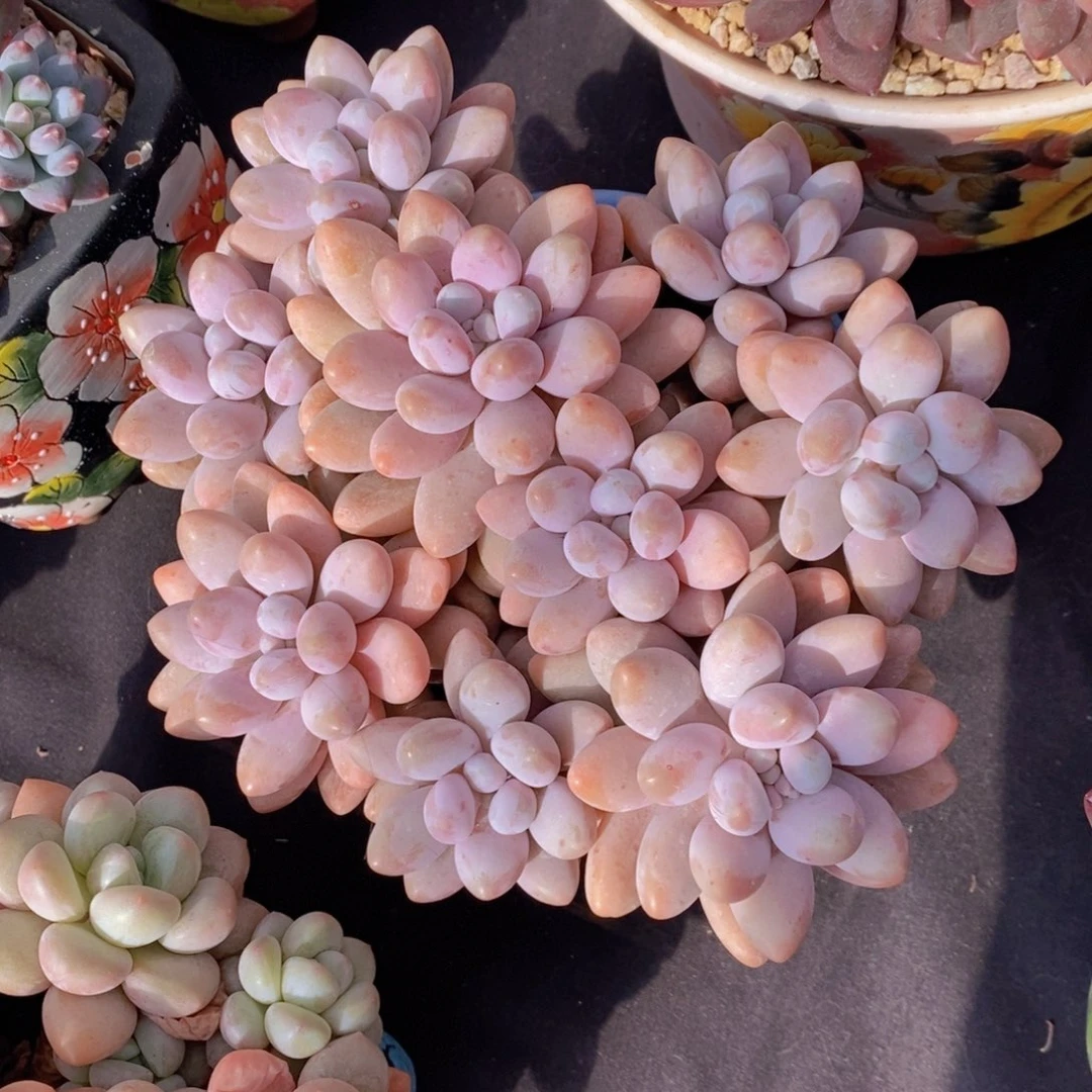 粉恋 一物一拍 多肉