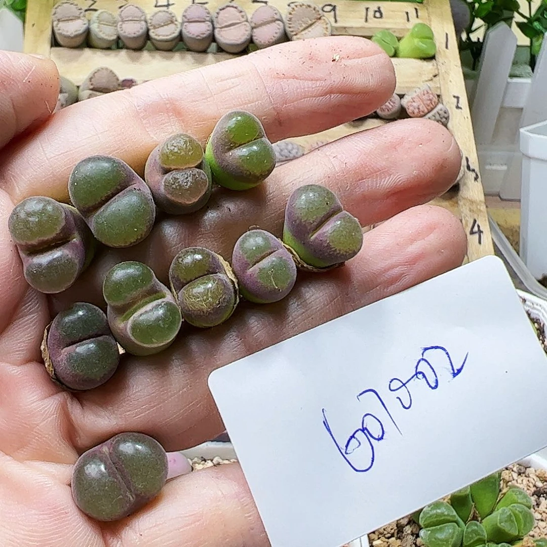 全部花朵宇**-607002/拿铁多肉植物馆