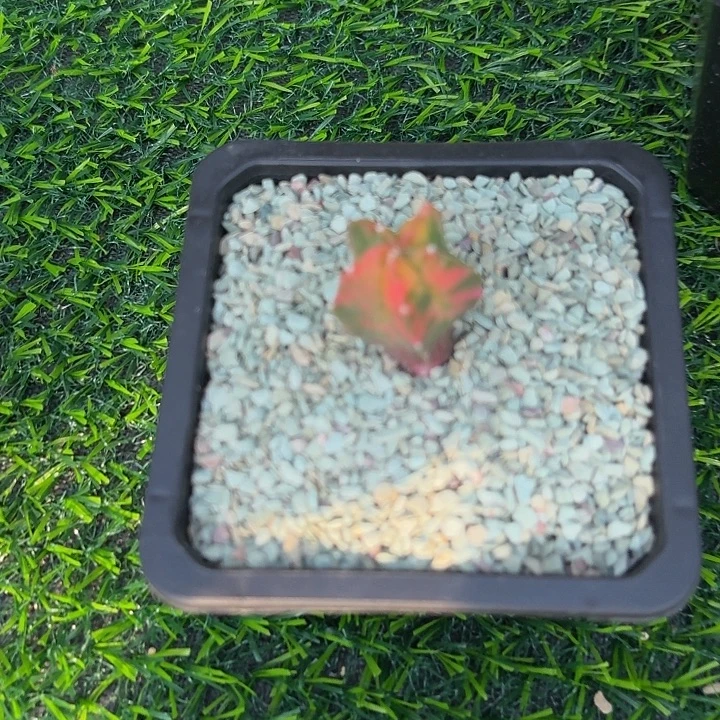 五角鸾风玉锦多肉植物