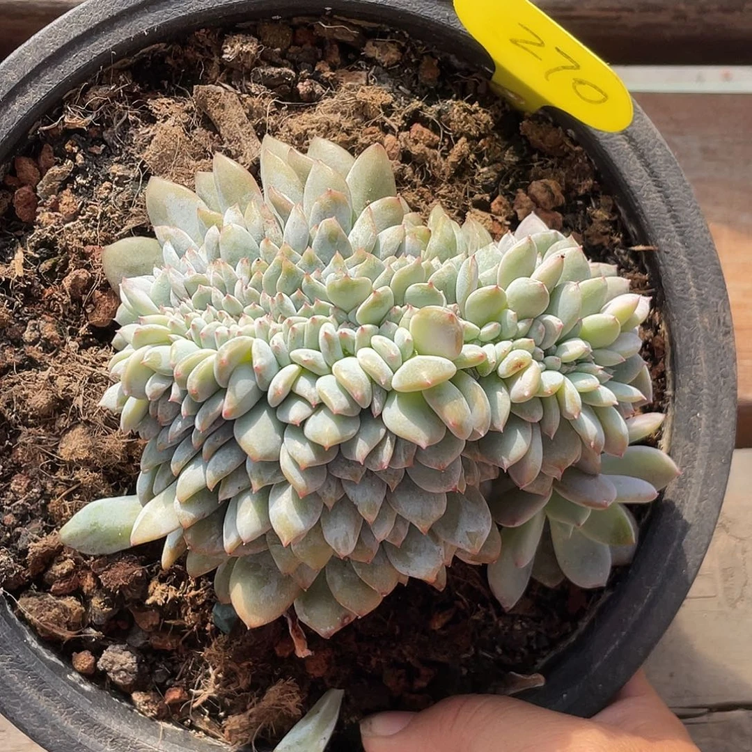 杨****石榴子星影缀化270